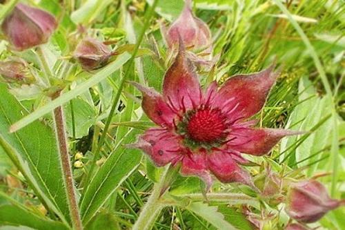 Что такое сабельник для заживления ран. Сабельник болотный — полезные свойства, применение и противопоказания