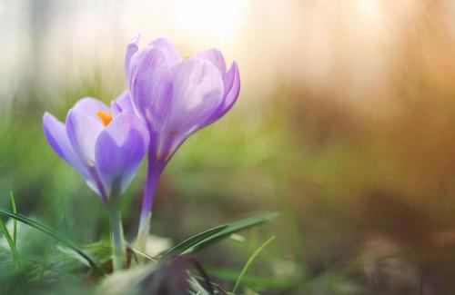 Идеальные цветы по гороскопу: выбираем растения по знаку зодиака