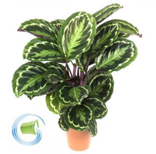 Комнатные цветы по знаку зодиака. Комнатные цветы по знакам зодиака