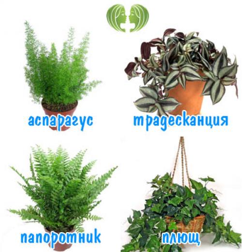 Комнатные цветы по знаку зодиака. Комнатные цветы по знакам зодиака