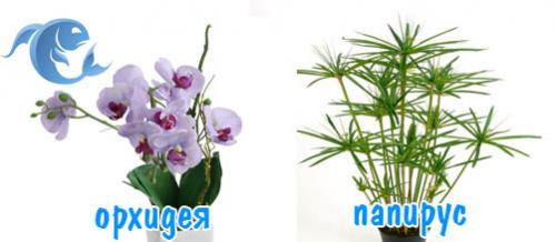 Комнатные цветы по знаку зодиака. Комнатные цветы по знакам зодиака