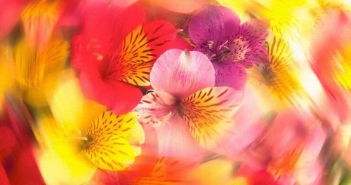 Цветочный гороскоп по знакам зодиака. Цветочный гороскоп: какие цветы принесут удачу разным знакам зодиака 12