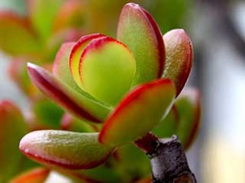 Денежное дерево по знаку зодиака. Почему цветок назвали «Денежным деревом»