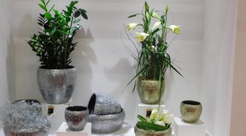 Комнатное растение по знаку зодиака. Идеальное комнатное растение для каждого знака зодиака 05 Комнатное растение по знаку зодиака. Идеальное комнатное растение для каждого знака зодиака 05