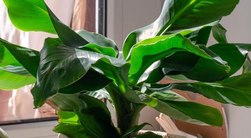 Комнатное растение по знаку зодиака. Идеальное комнатное растение для каждого знака зодиака 06 Комнатное растение по знаку зодиака. Идеальное комнатное растение для каждого знака зодиака 06