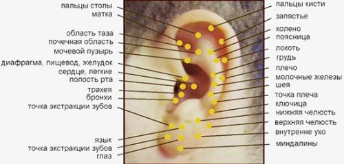 В каком ухе прокалывают вторую дырку девушки. В каком ухе прокалывают вторую дырку девушке