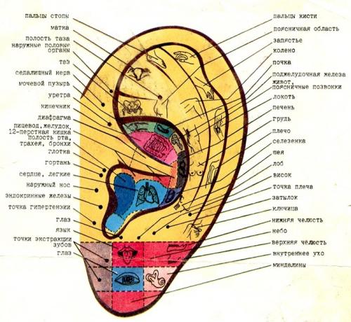 Безопасные точки для прокола ушей. Что говорит медицина