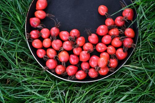 Сироп из сушеного шиповника в домашних условиях. Рецепты приготовления сиропов из ягод шиповника