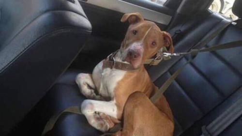 Сколько лет существует приют БАНО ЭКО. Приют, которого нет: зоозащитники спасают собак из БАНО ЭКО под Калугой