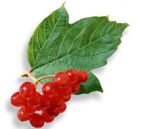 Какие заболевания и симптомы могут быть лечены с помощью калиной. Полезные свойства и применение калины