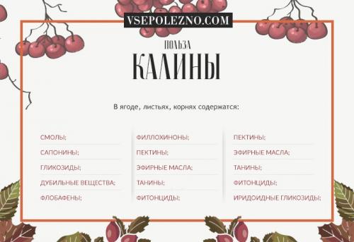 Можно ли использовать калину для лечения детей. Чем полезна калина для детей: лекарственные свойства