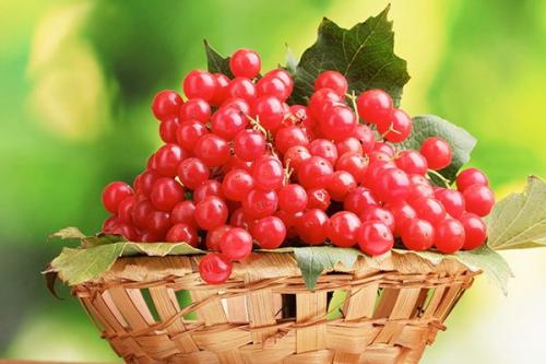 Лечение калиной: народные рецепты для здоровья и красоты 03