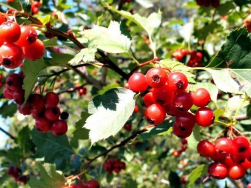 Как приготовить настойку из калиной. Рецепты настоек