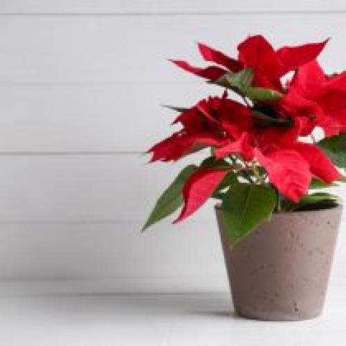 Комнатные цветы для Весов. Эта.  Выбор лучших растений для начинающих