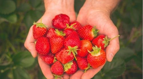 Цвет темная земляника. Какие виды клубники существуют 19 Цвет темная земляника. Какие виды клубники существуют 19