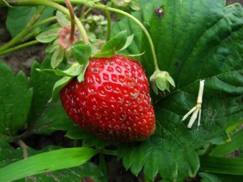 Клубника Черный принц: описание сорта