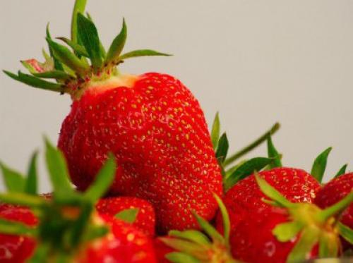 Сорта клубники по срокам созревания. Ранние сорта клубники