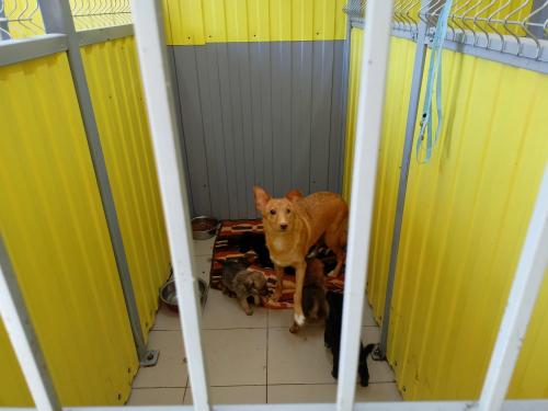 Бездомные собаки в Вешняках: почему приют не был уничтожен 05 Бездомные собаки в Вешняках: почему приют не был уничтожен 05