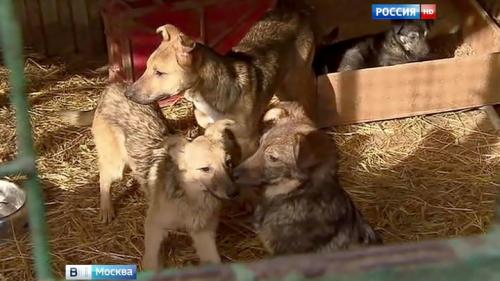 Как был организован контроль за работой приюта для собак в Вешняках. Расплата за жестокость: приют ЭКО-Вешняки обещают расформировать