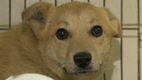 Кто отвечал за работу приюта для собак в Вешняках. Последний приют: появилась новая версия гибели собак в ЭКО-Вешняках