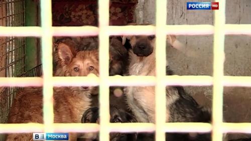 Почему приют для собак в Вешняках стал скандальным. Приют-концлагерь: возбуждено дело о жестоком обращении с животными