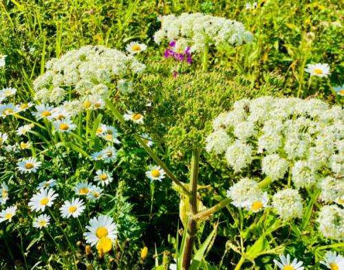 Как Семенов день приметы повлиял на развитие сельского хозяйства в России. Новолетие или Семенов день: что можно и нельзя делать 14 сентября – приметы и традиции