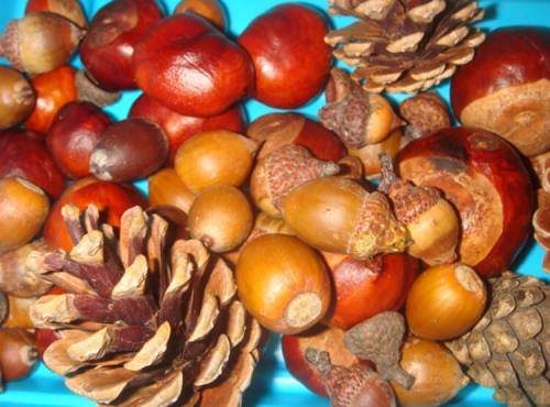 Какие инструменты и материалы необходимы для создания поделки на осенний бал из природных материалов. Природный материал для поделок: что собирать