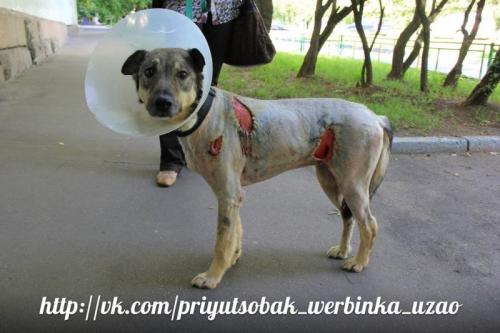 Какие организации могут помочь в борьбе с ужасами в приюте ЭКО Бано. ПРОСИМ ПОДПИСАТЬ ПЕТИЦИЮ ТРЕБУЕМ ОСТАНОВИТЬ БЕСПРЕДЕЛ В ПРИЮТАХ для собак, УПРАВЛЯЕМЫХ ПОДРЯДЧИКОМ БАНО ЭКО !!! Направлено: мэру Москвы Собянину.