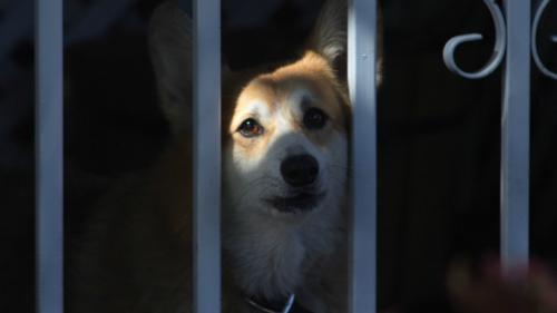 Как обеспечивается уход за животными в приюте БАНО ЭКО. Приют превратился в концлагерь: в БАНО ЭКО-Вешняки погибли 300 собак