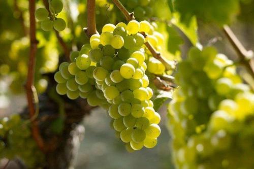 Какие сорта винограда используются для производства вина из желудей. Лучшие сорта винограда для вина: фото, названия и описания (каталог)