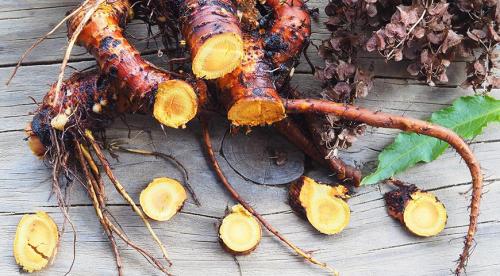 Беспроблемная ягода для осеннего урожая. Полезные ягоды и травы, которые собирают в октябре-ноябре в саду и в лесу 02