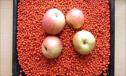 Что можно приготовить из красной рябины впрок. Моченая рябина с яблоками 03