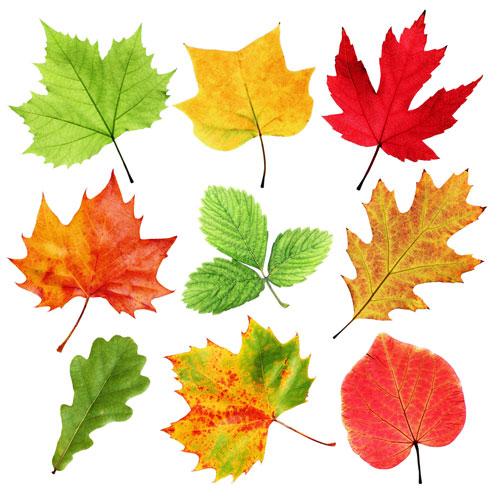 Объемные поделки из листьев. Поделки из листьев на тему осени: 70 идей
