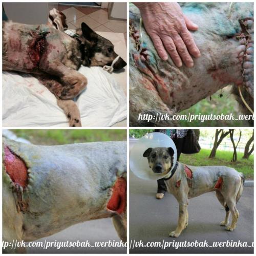 Как БАНО ЭКО влияет на окружающую среду. Префектура ЮВАО отстранила печально известную компанию БАНО ЭКО от работы в приютах Печатники и Некрасовка