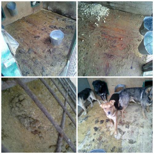 Как БАНО ЭКО влияет на окружающую среду. Префектура ЮВАО отстранила печально известную компанию БАНО ЭКО от работы в приютах Печатники и Некрасовка