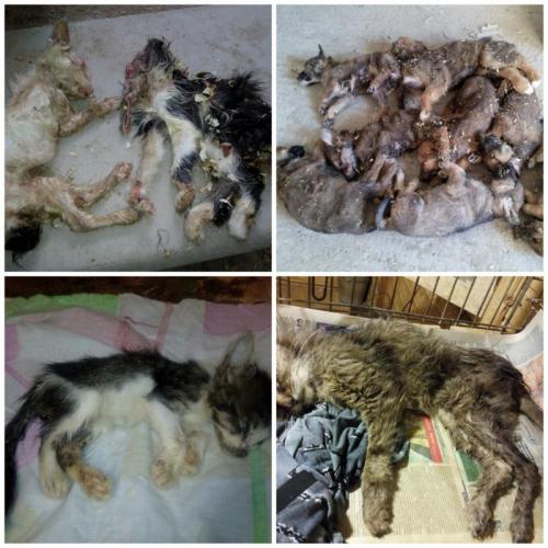 Как БАНО ЭКО влияет на окружающую среду. Префектура ЮВАО отстранила печально известную компанию БАНО ЭКО от работы в приютах Печатники и Некрасовка