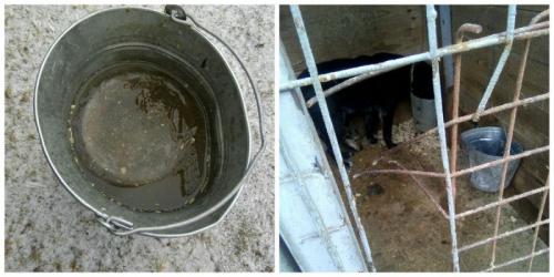 Как БАНО ЭКО влияет на окружающую среду. Префектура ЮВАО отстранила печально известную компанию БАНО ЭКО от работы в приютах Печатники и Некрасовка