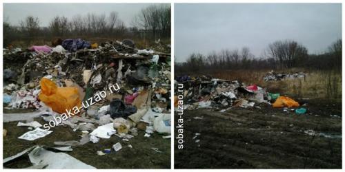 Как БАНО ЭКО влияет на окружающую среду. Префектура ЮВАО отстранила печально известную компанию БАНО ЭКО от работы в приютах Печатники и Некрасовка