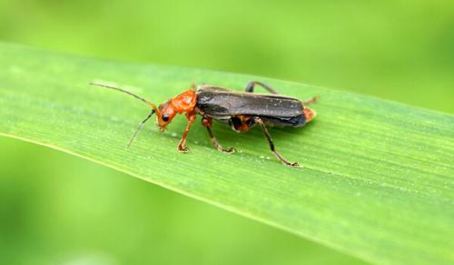 Какие функции выполняют жуки-ожеги в природе. Особенности характера и образа жизни