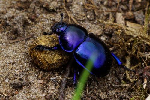 Удивительные факты о жуках-ожегах, которые вы не знали 05
