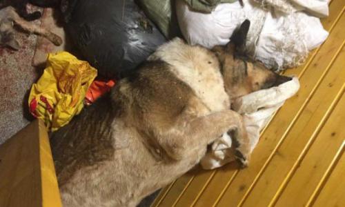 В поисках дома: история приюта для животных БАНО 01