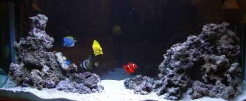 Сделай свои собственные кораллы из веток: простой и экологичный способ украсить интерьер 04