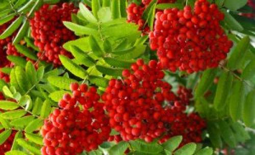 Вкусный рецепт варенья из рябины красной: простые ингредиенты, удивительный результат 07