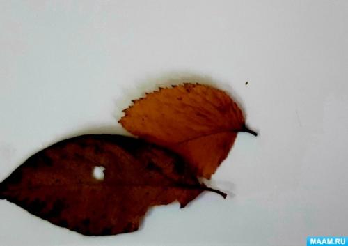 Аппликации и Поделки из листьев. Мастер-класс по аппликации из листьев «Картина из природного материала «Краски осени»