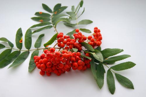 Какие виды украшений можно сделать из рябины. Бусы из рябины с ребенком