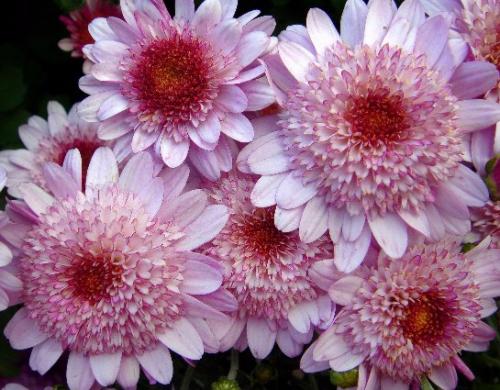 Почему не цветет хризантема. Недостаток питательных веществ