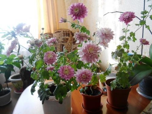 Почему у хризантемы не распускаются бутоны. Дедуктивный метод: почему не цветет хризантема в домашних условиях