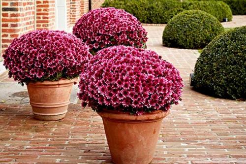 Почему не цветет хризантема мультифлора. Высадка