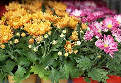 Почему не цветет хризантема. Недостаток питательных веществ 13
