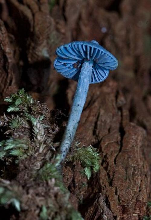 Как Entoloma hochstetteri влияет на экосистему. Entoloma hochstetteri